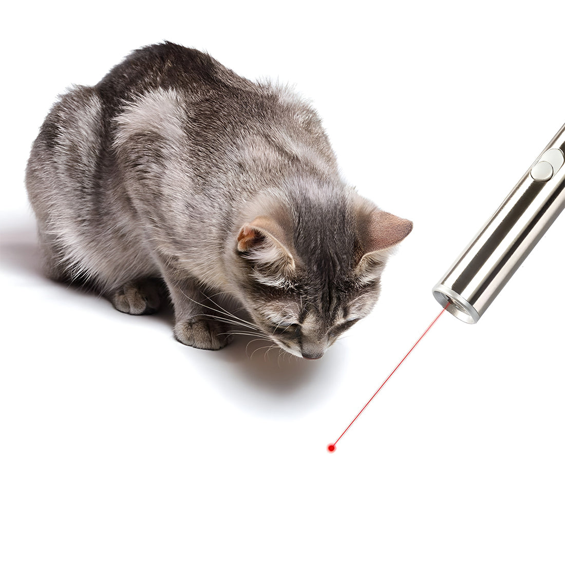 Laser per Gatti e Torcia Laserpet